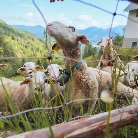 Apartment Apartma Gorski Razgled *