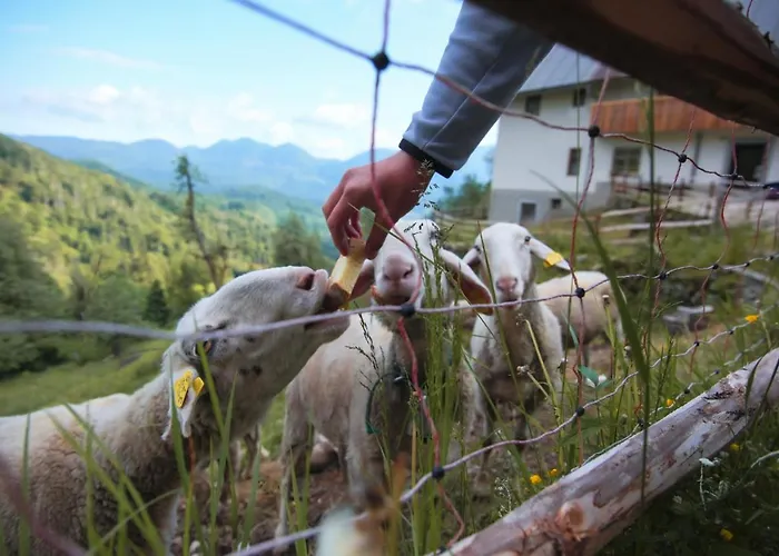 Apartment Apartma Gorski Razgled *