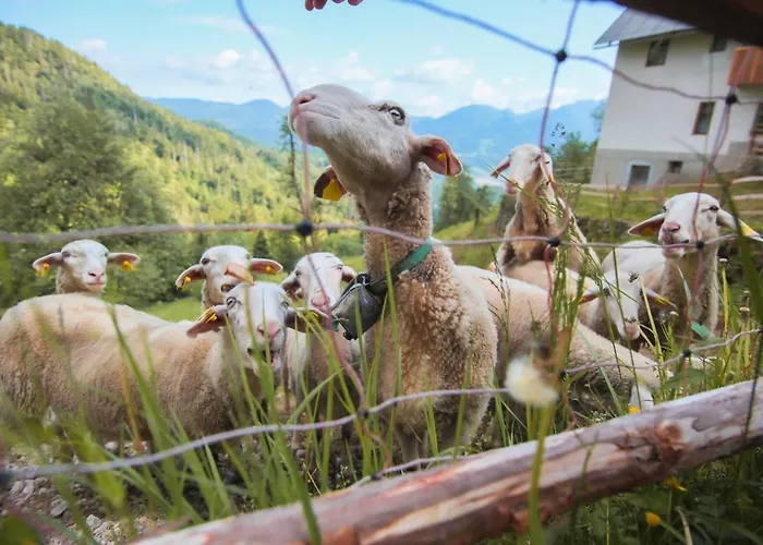 Apartment Apartma Gorski Razgled *